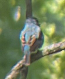 Indigo Bunting - ML636470741