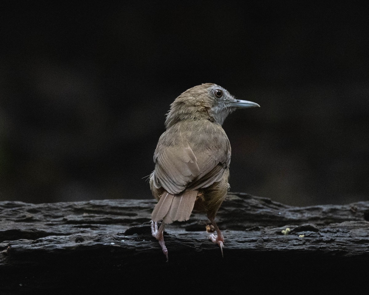 Abbott's Babbler - ML636470801