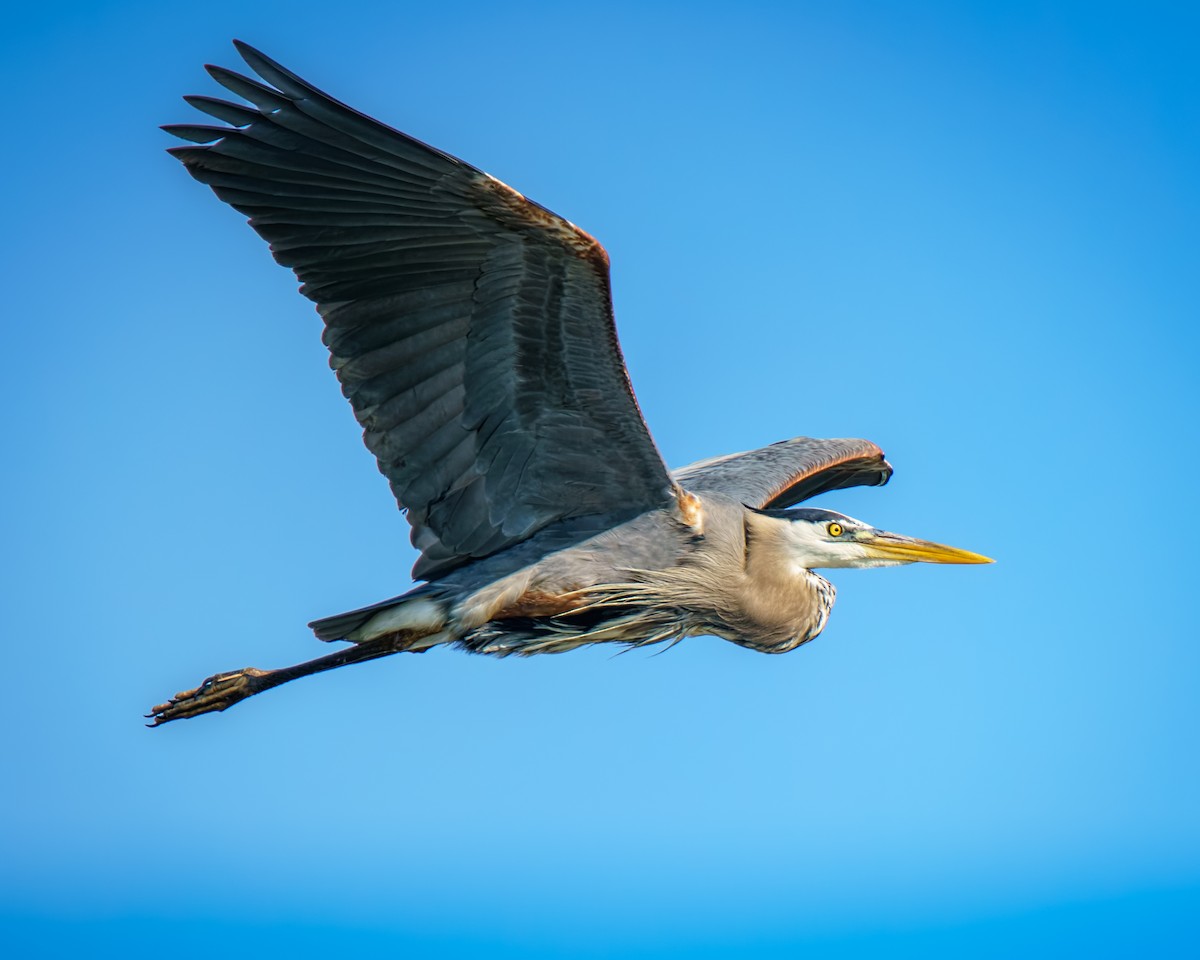 Great Blue Heron - ML636470802