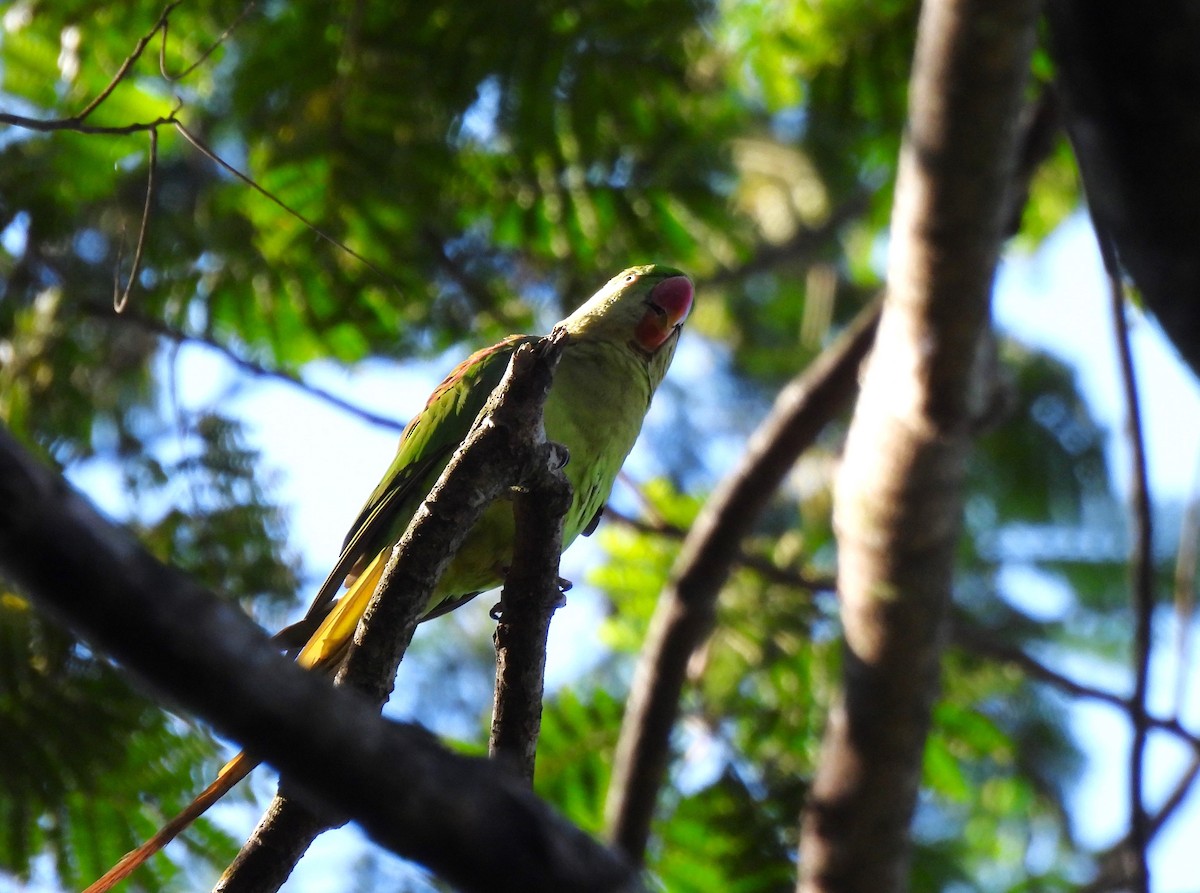 Alexandersittich - ML636470818