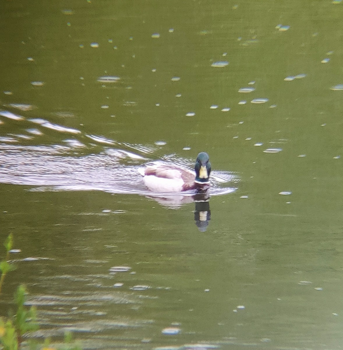 stokkand - ML636470841