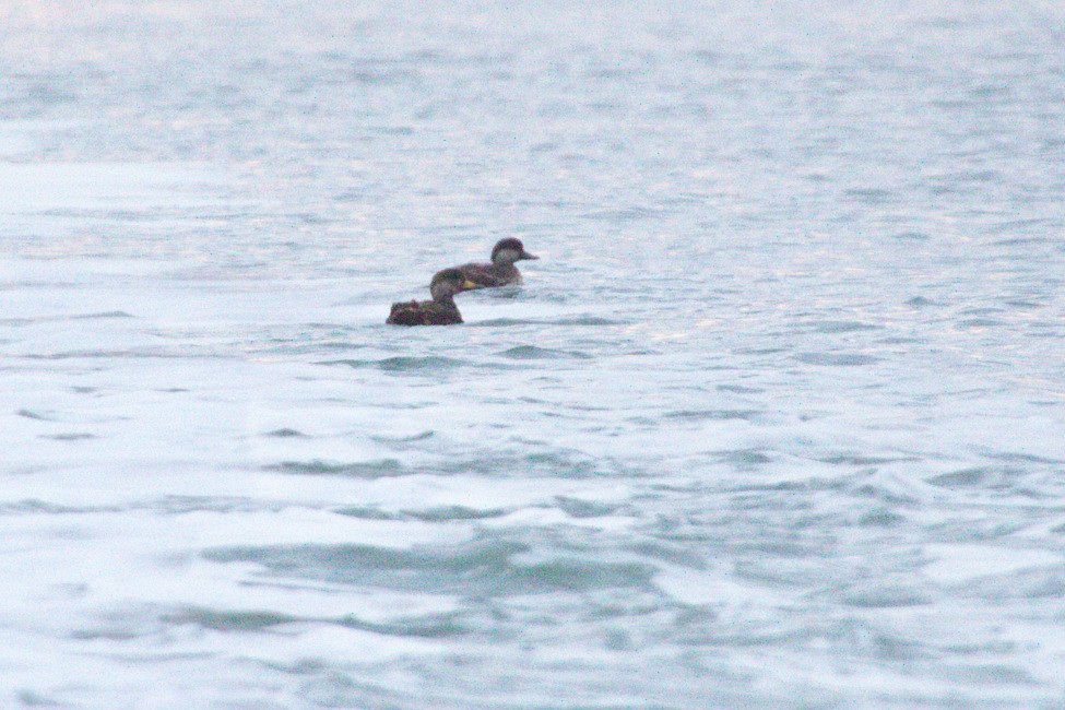 Black Scoter - ML636470860