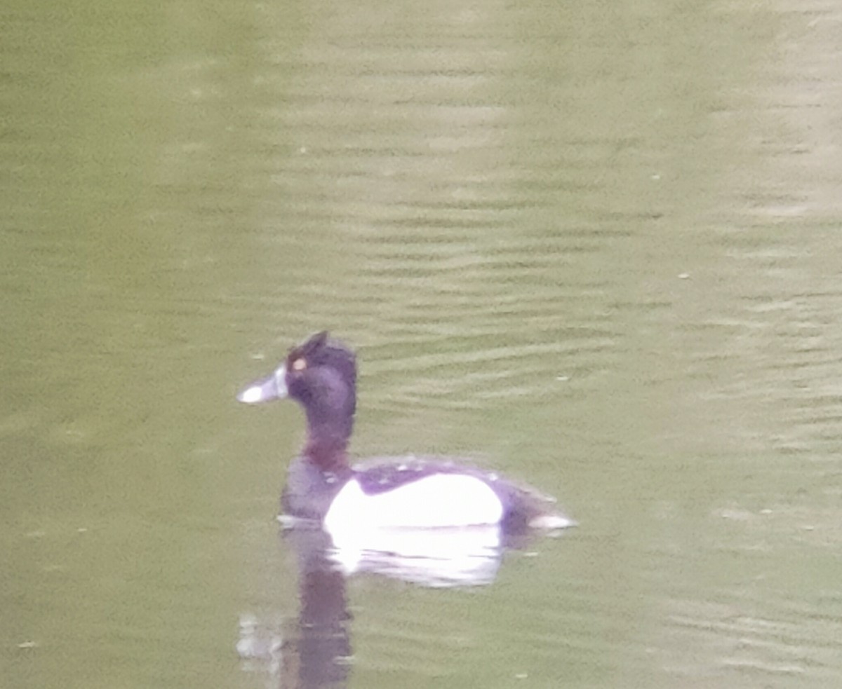 Ring-necked Duck - ML636470865