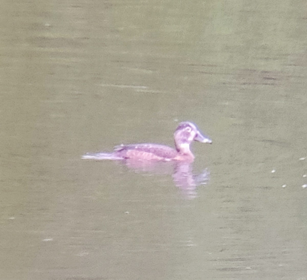 Ring-necked Duck - ML636470866
