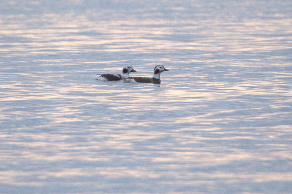 Long-tailed Duck - ML636470875