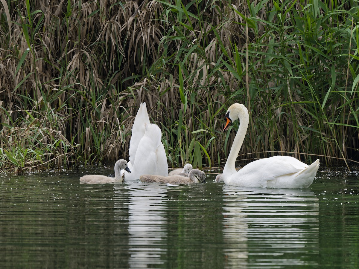 Хуруут хун - ML636470885