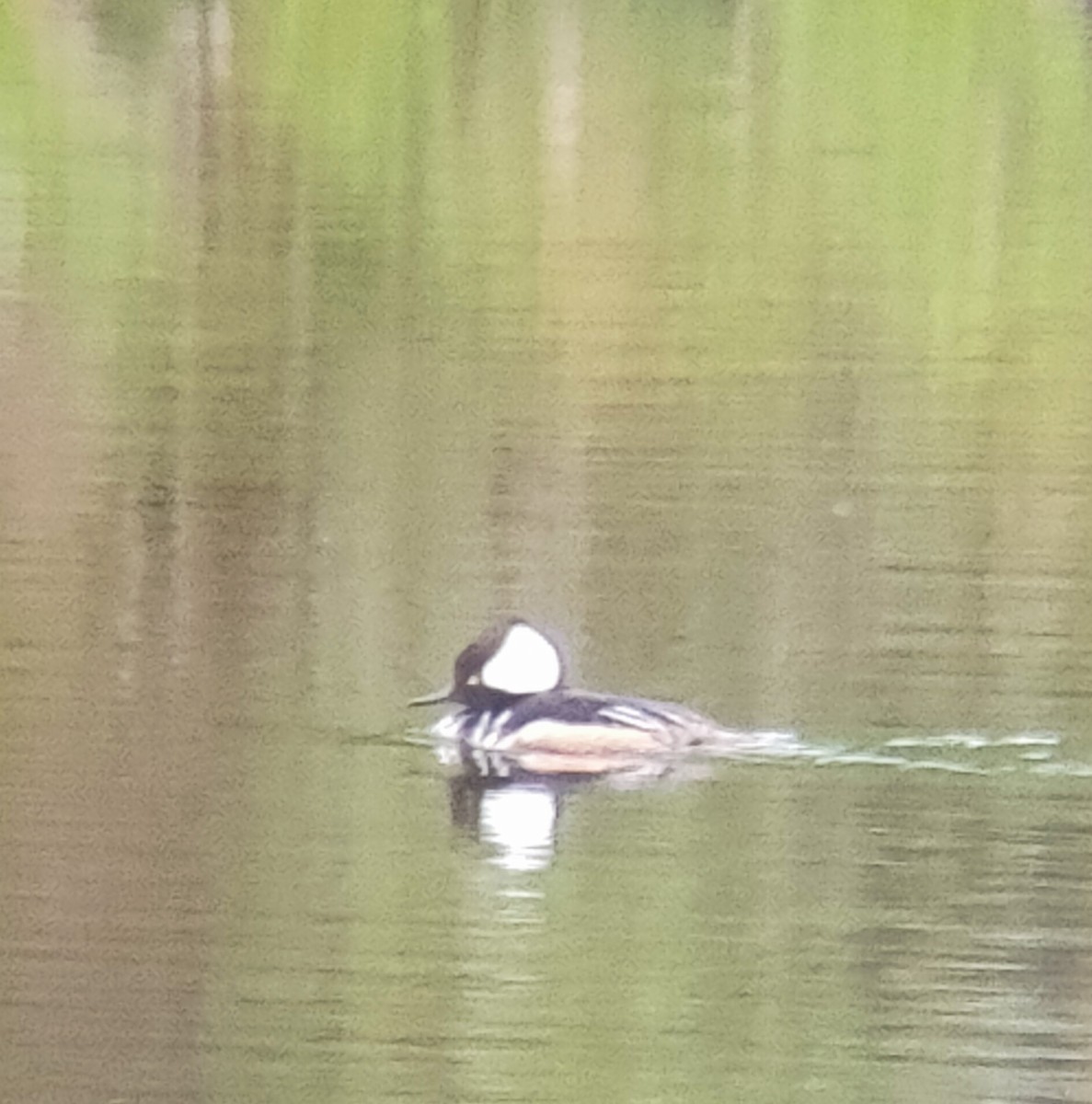 hjelmfiskand - ML636470888