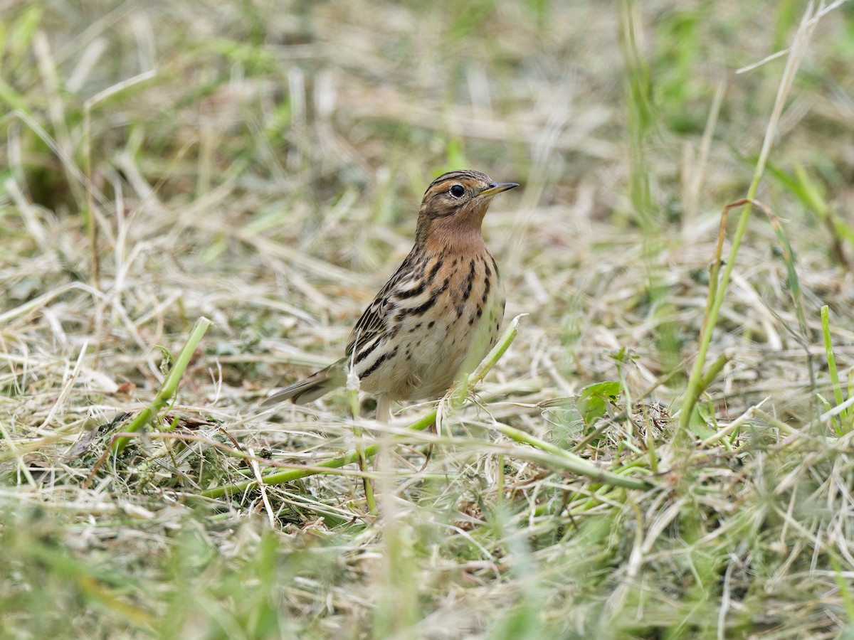 Зосон гүеэт шийхнүүхэй - ML636470902