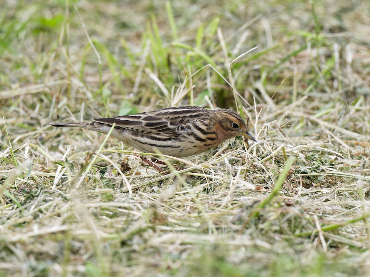 Зосон гүеэт шийхнүүхэй - ML636470904