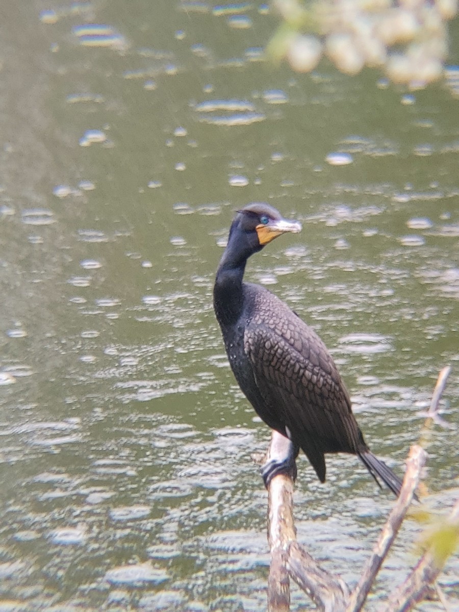 totoppskarv - ML636470905