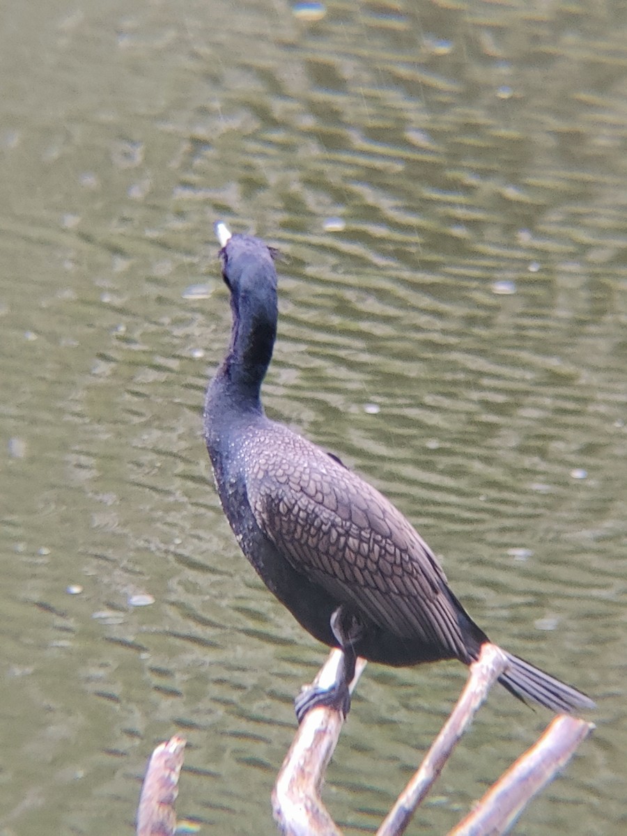 totoppskarv - ML636470906