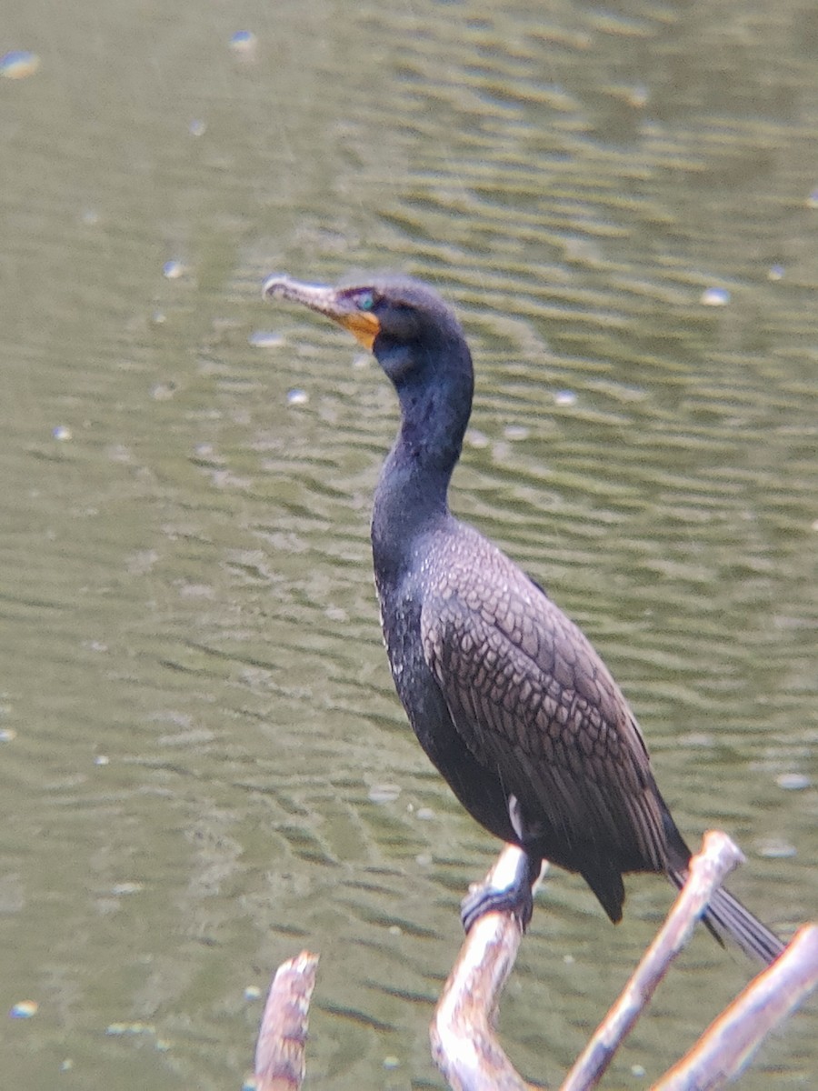 totoppskarv - ML636470907