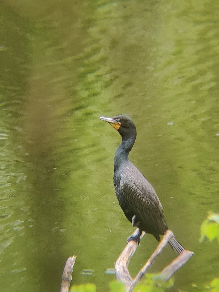 totoppskarv - ML636470908