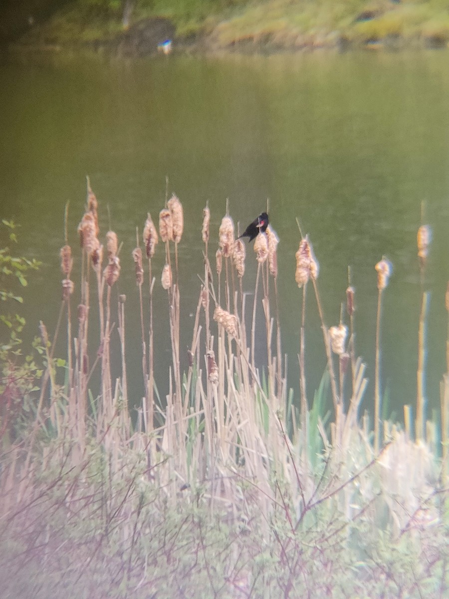 rødvingetrupial - ML636470932