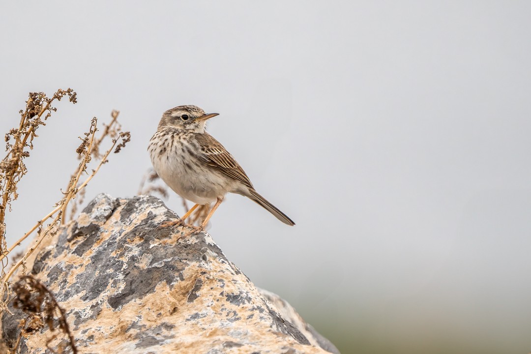 Berthelot's Pipit - ML636471028