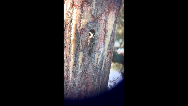 Red-cockaded Woodpecker - ML636471070