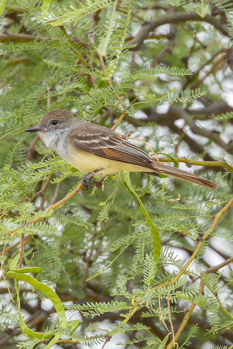 Southern Scrub-Flycatcher - ML636471142