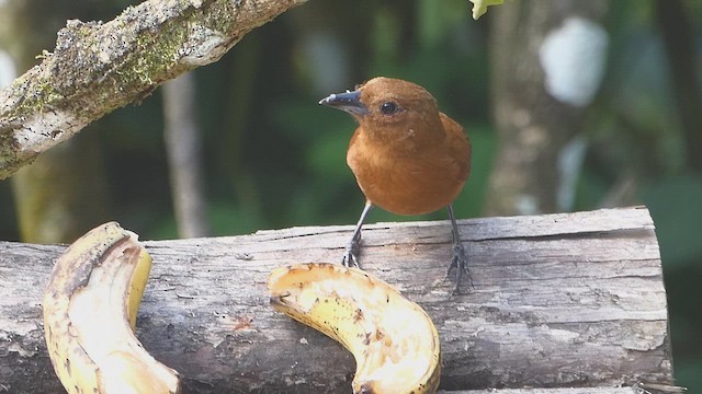 White-lined Tanager - ML636471144