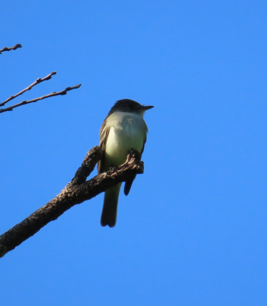 Mosquero Saucero - ML636471146