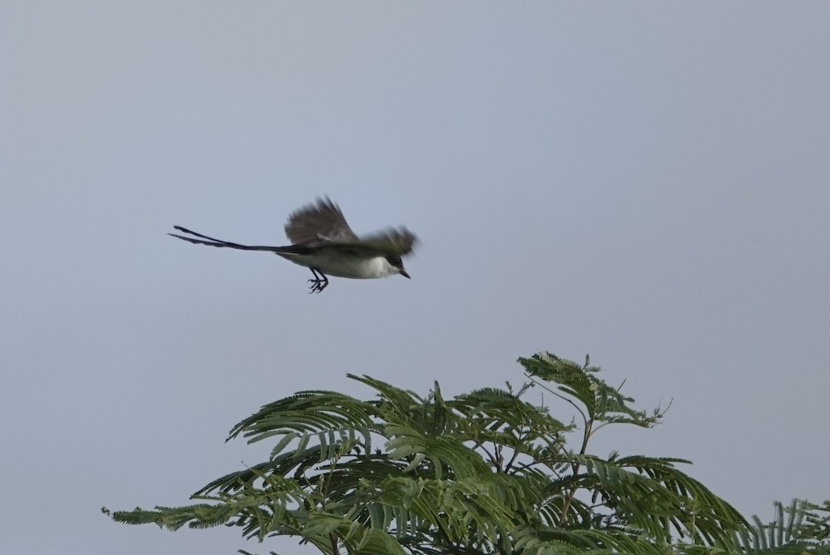 Fork-tailed Flycatcher - ML636471193