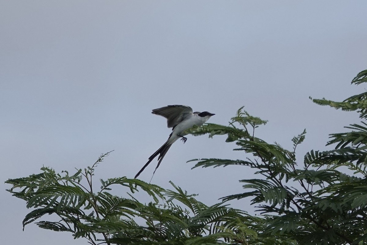 Fork-tailed Flycatcher - ML636471194