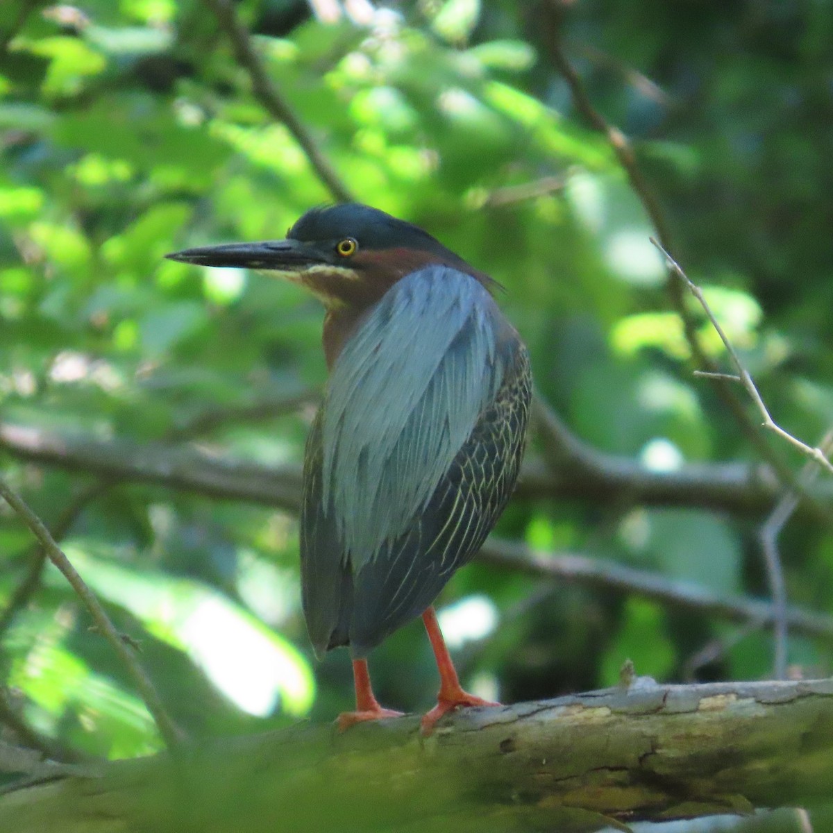 Garcilla Verde - ML636471269