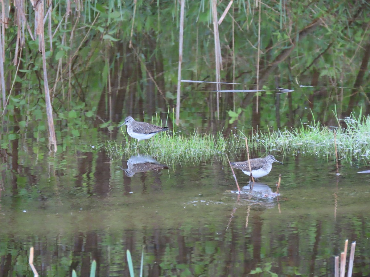 Solitary Sandpiper - ML636471338