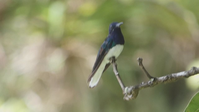 White-necked Jacobin - ML636471399