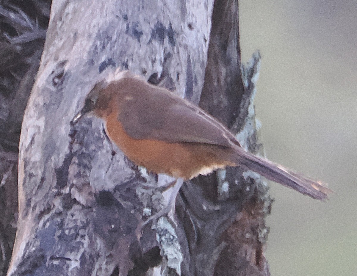 Rufous Chatterer - ML636471402