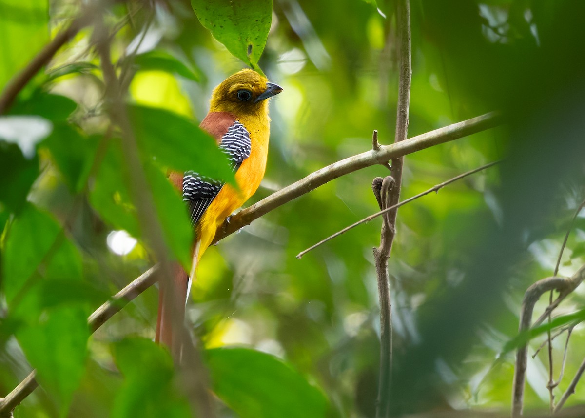 Orange-breasted Trogon (Spice) - ML636471413
