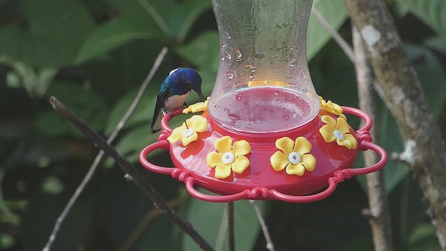 White-necked Jacobin - ML636471443