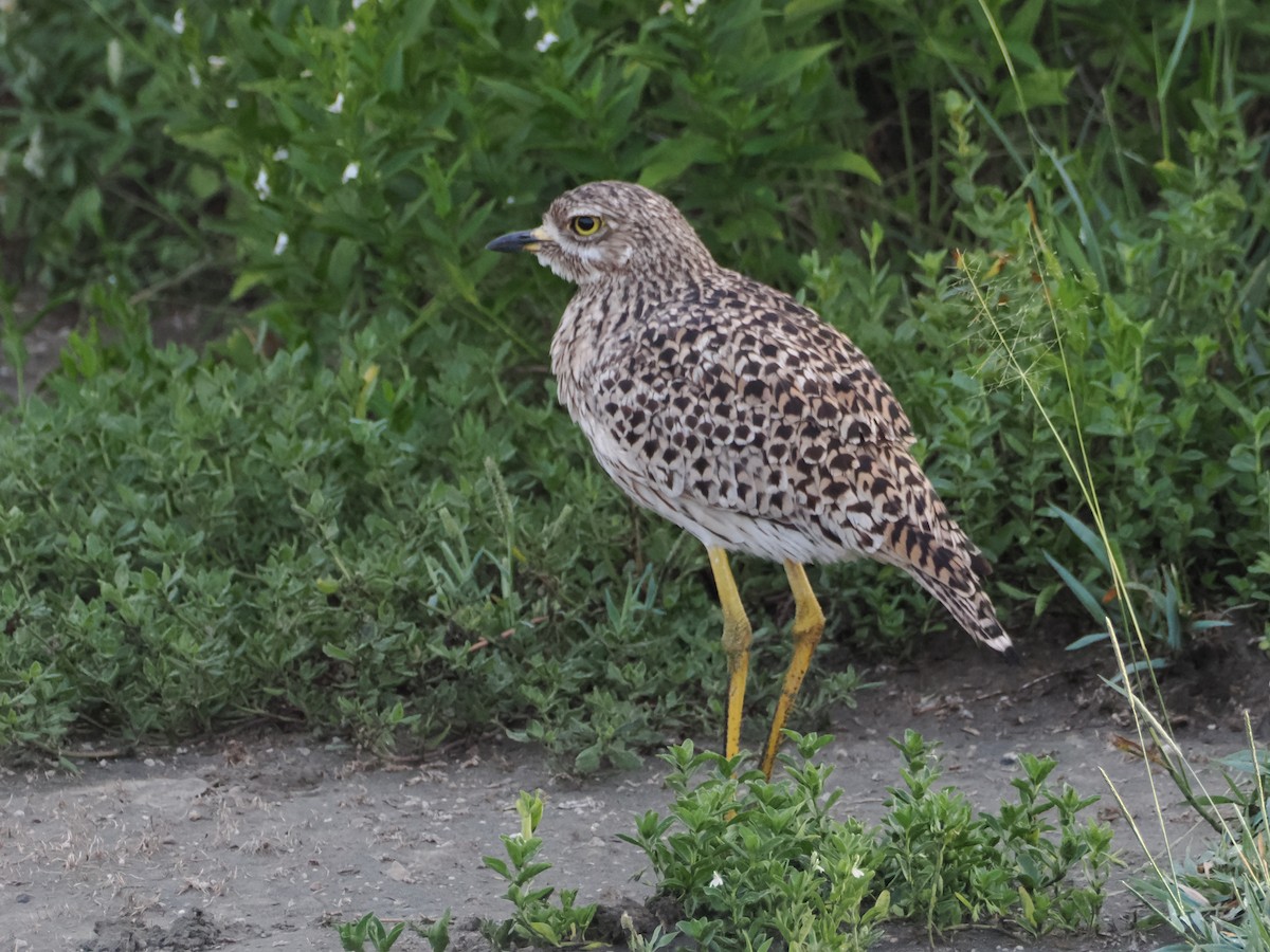 Spotted Thick-knee - ML636471445