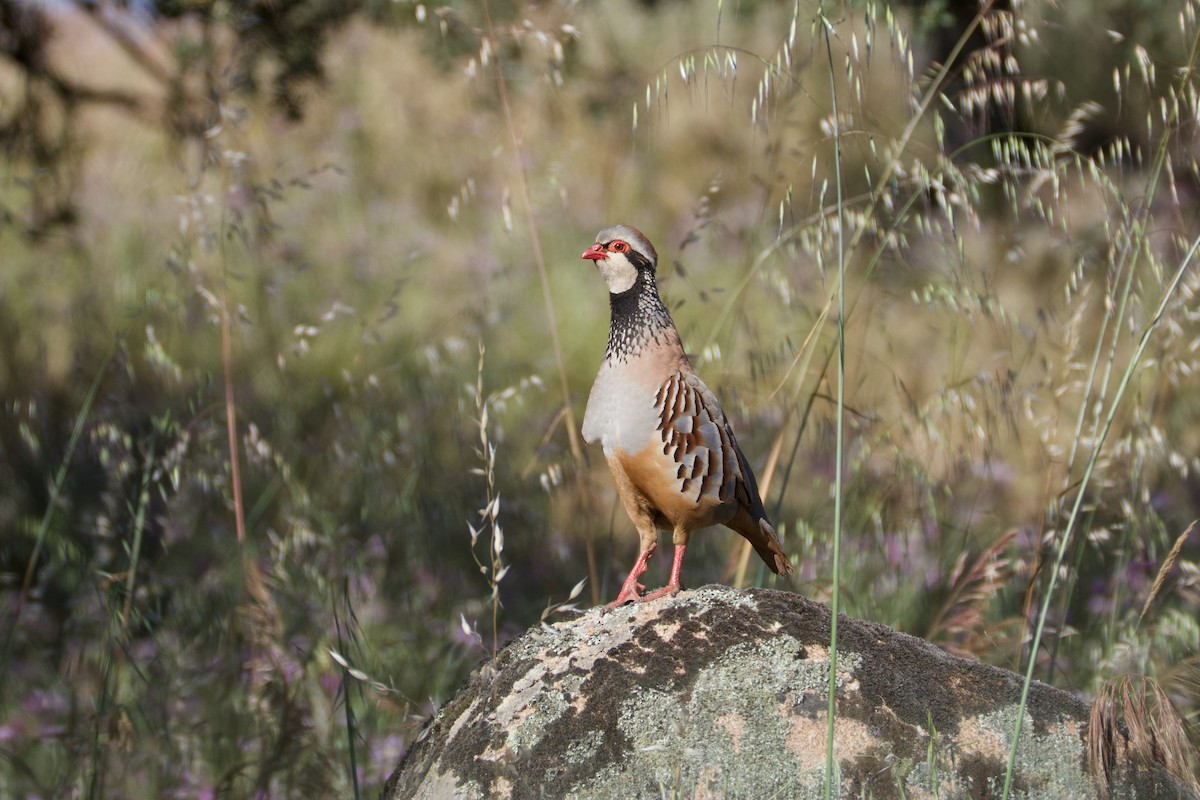 Red-legged Partridge - ML636471446