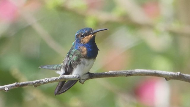 White-necked Jacobin - ML636471448