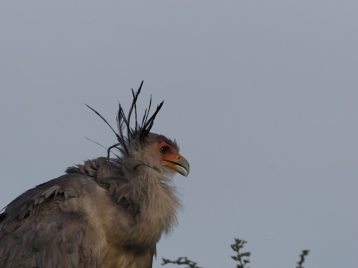 Secretarybird - ML636471492