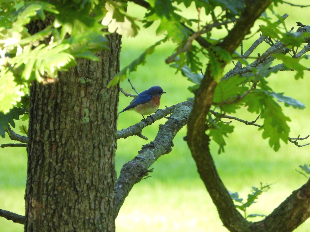 Eastern Bluebird - ML636471598