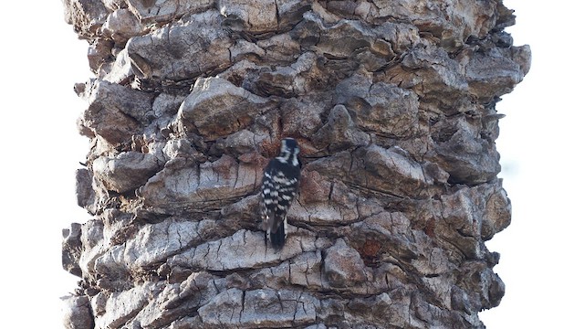 Lesser Spotted Woodpecker - ML636471702