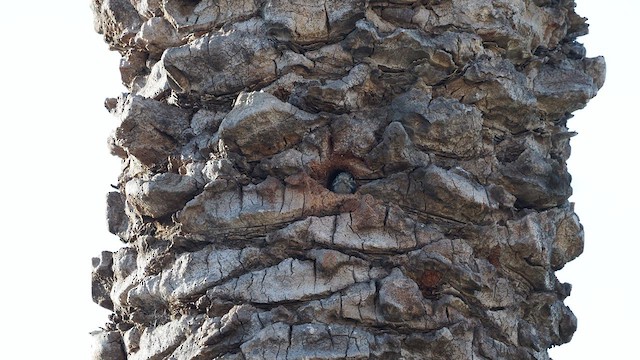 Lesser Spotted Woodpecker - ML636471713