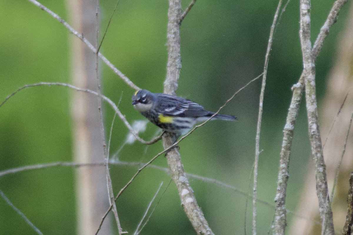 Yellow-rumped Warbler - ML636471714