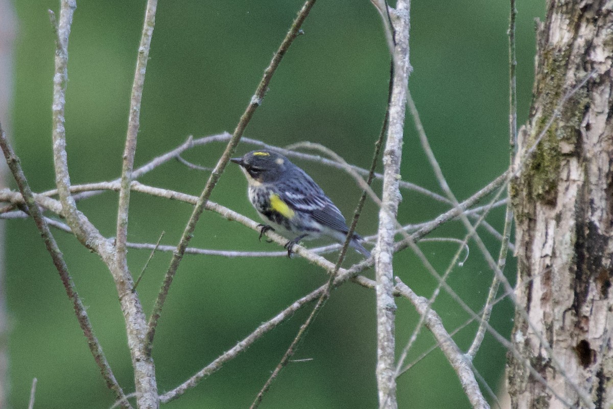 Yellow-rumped Warbler - ML636471715