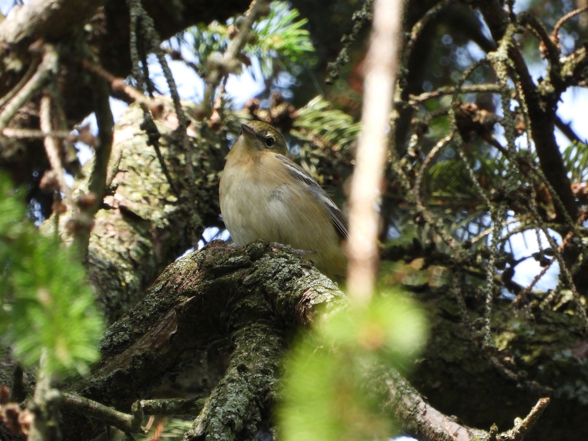 Bay-breasted Warbler - ML636471720