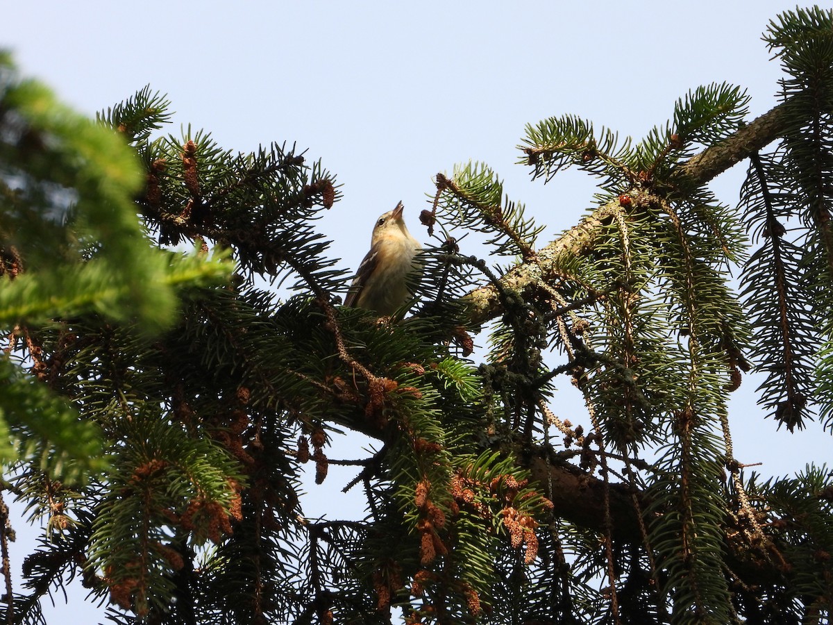 Bay-breasted Warbler - ML636471721