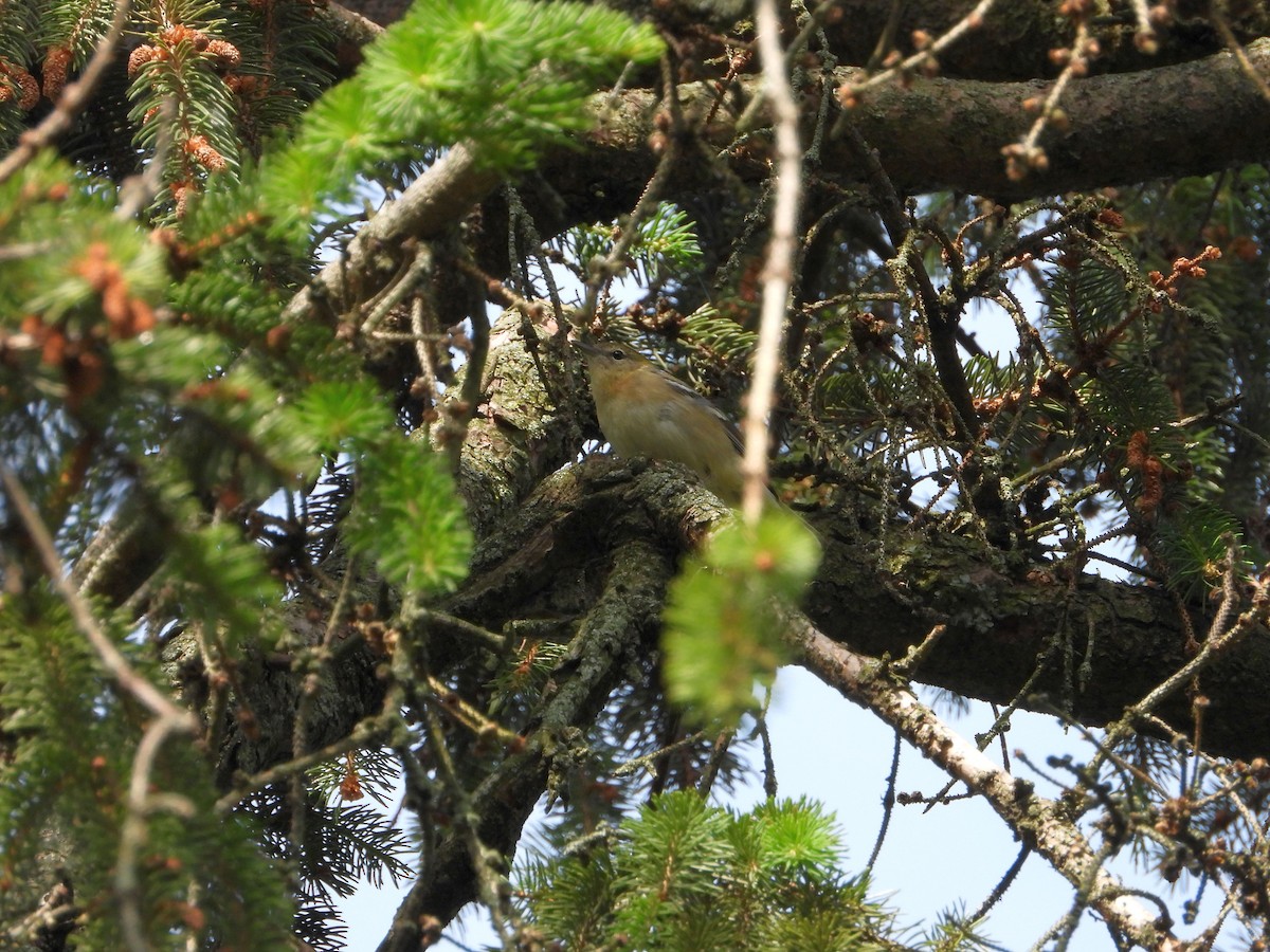 Bay-breasted Warbler - ML636471722