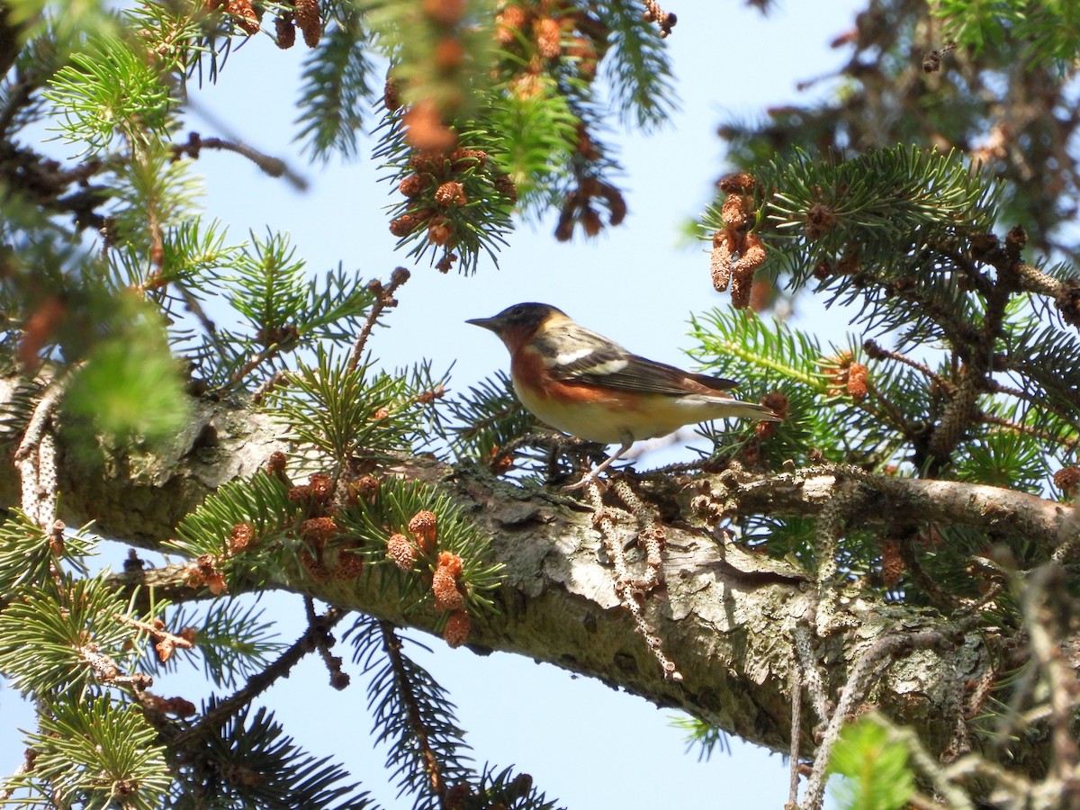 Bay-breasted Warbler - ML636471723
