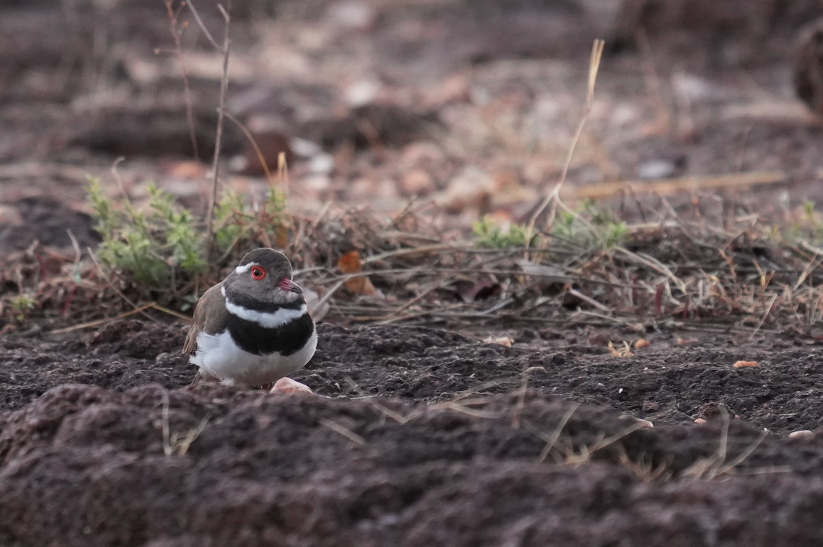 Forbes's Plover - ML636471790