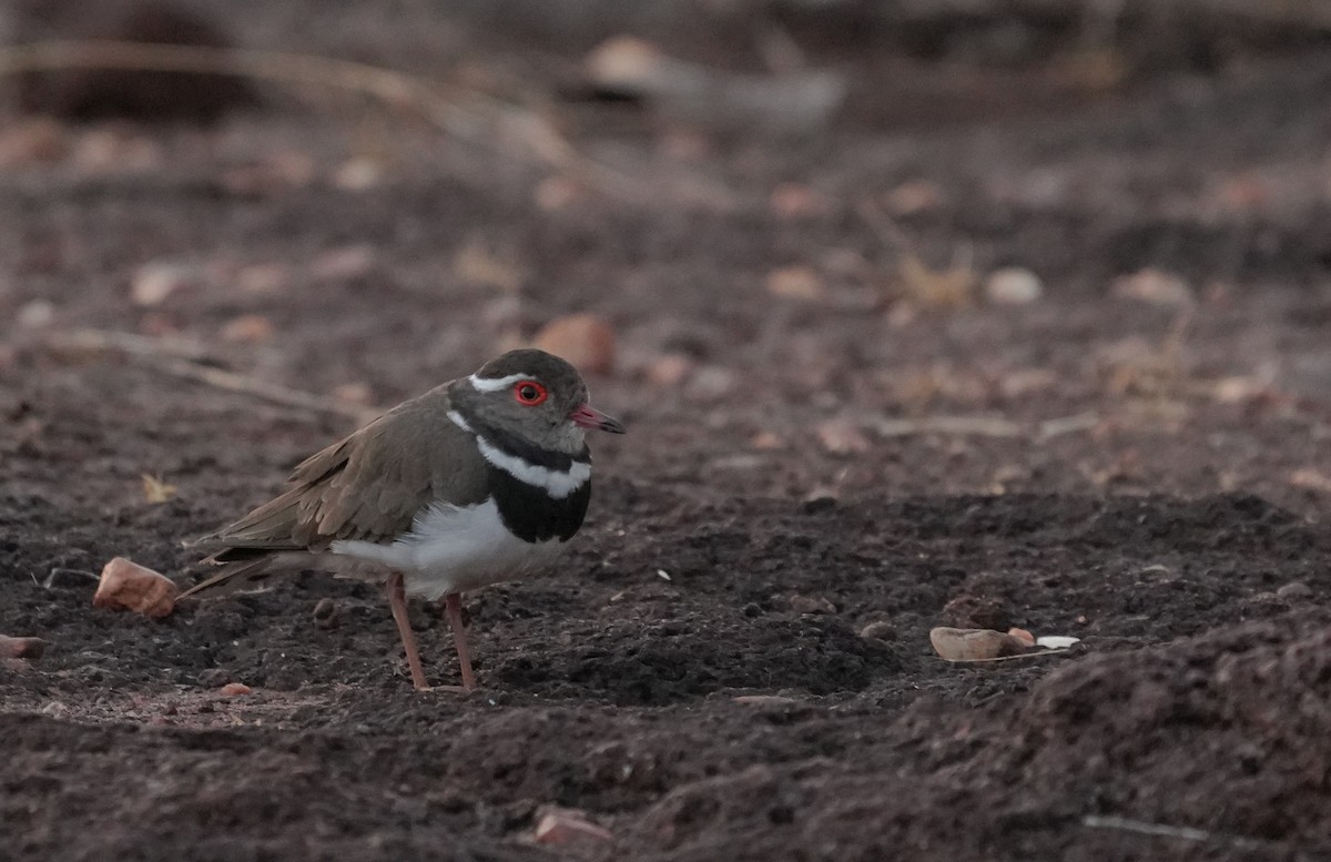 Forbes's Plover - ML636471908