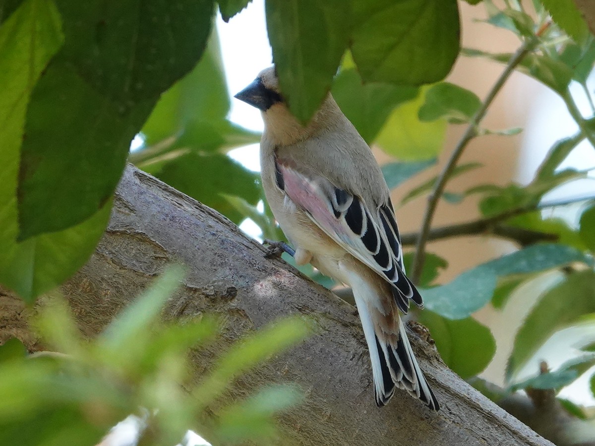 Desert Finch - ML636471994