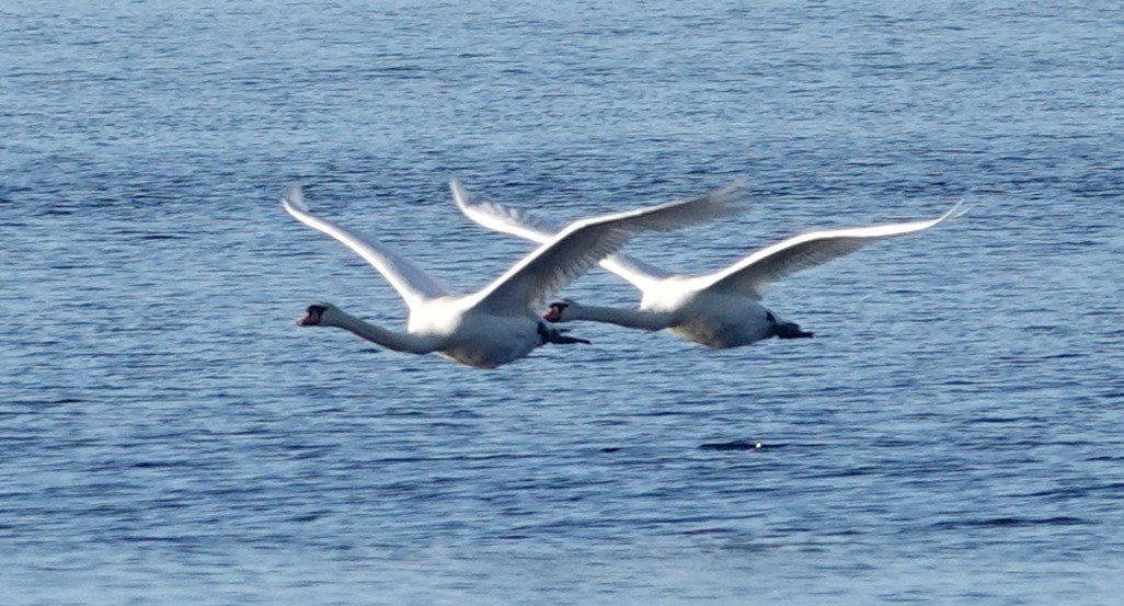 Höckerschwan - ML636472016