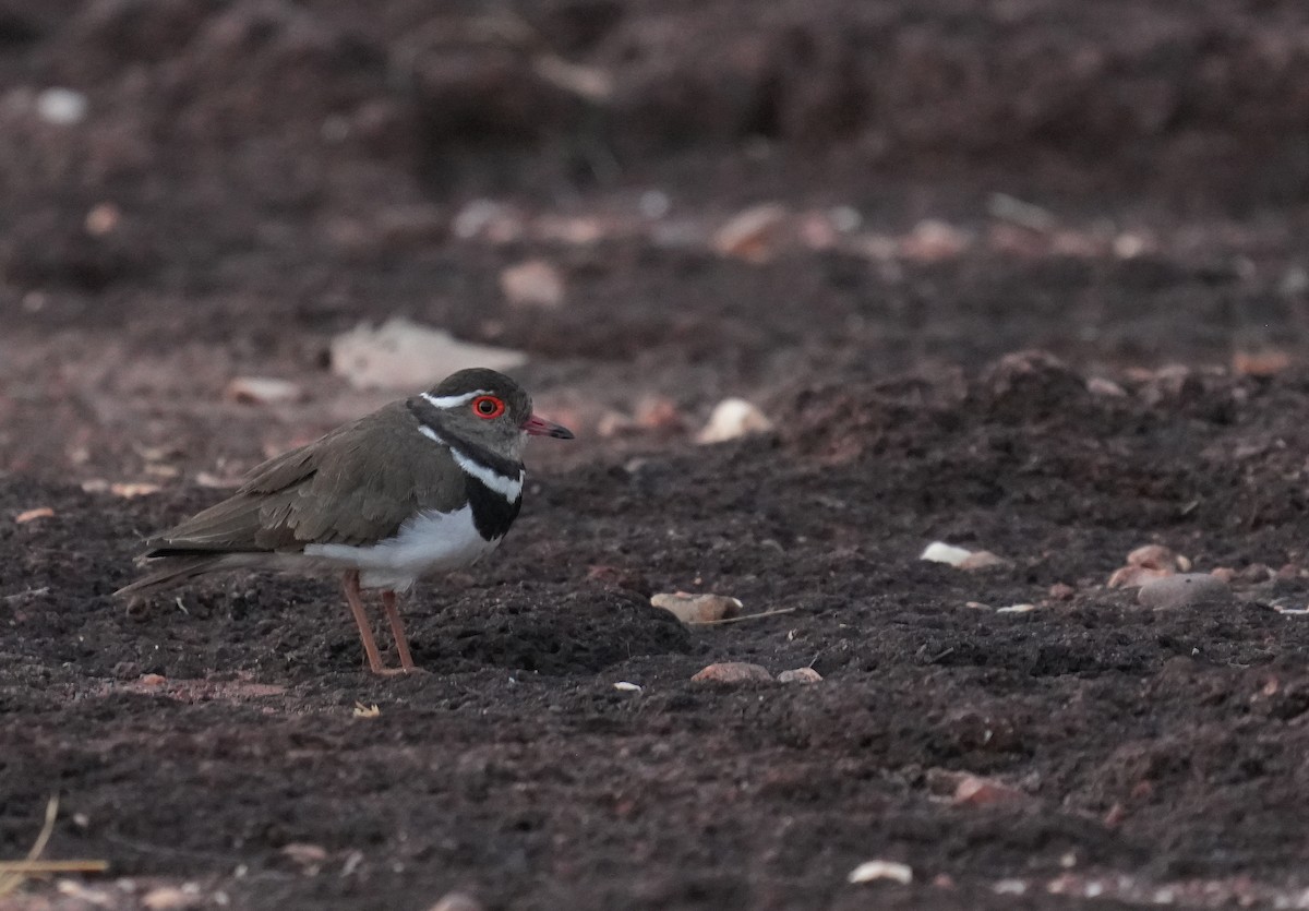 Forbes's Plover - ML636472042