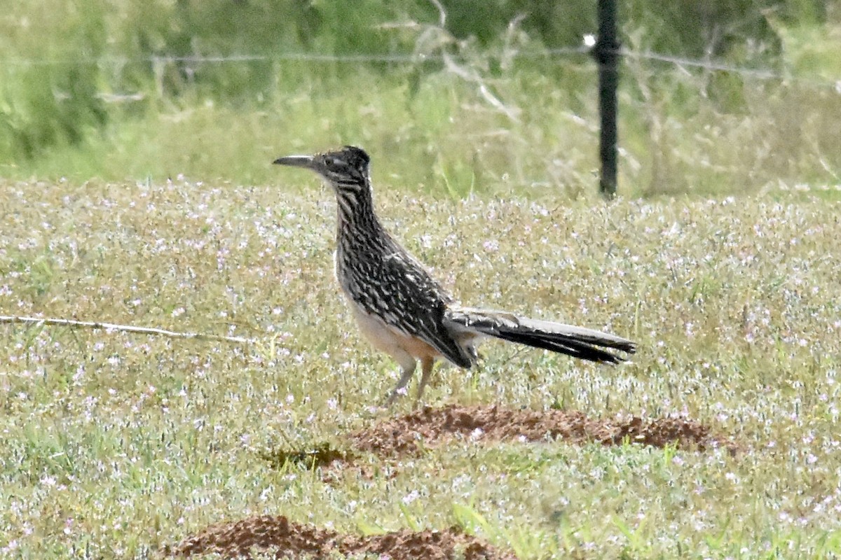 Greater Roadrunner - ML636472134